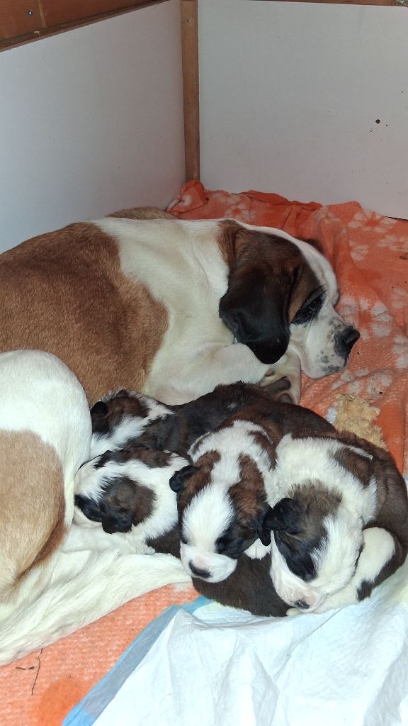 Des Terres De Tholus - Les bébés sont arrivés