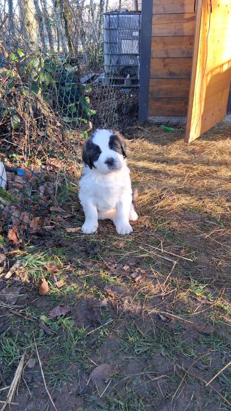 Des Terres De Tholus - Chiots disponibles - Chien du Saint-Bernard
