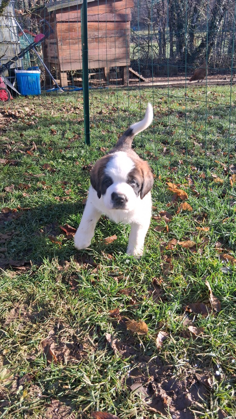 Des Terres De Tholus - Chiots disponibles - Chien du Saint-Bernard