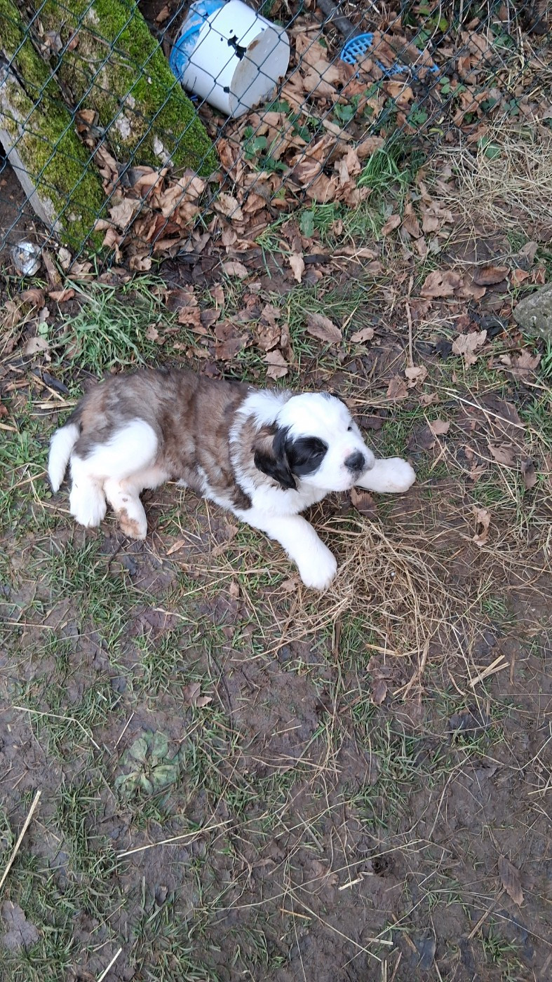 Des Terres De Tholus - Chiots disponibles - Chien du Saint-Bernard