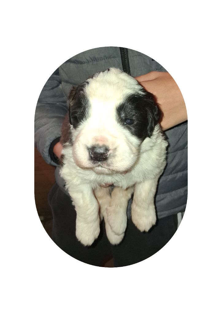 Des Terres De Tholus - Chiots disponibles - Chien du Saint-Bernard