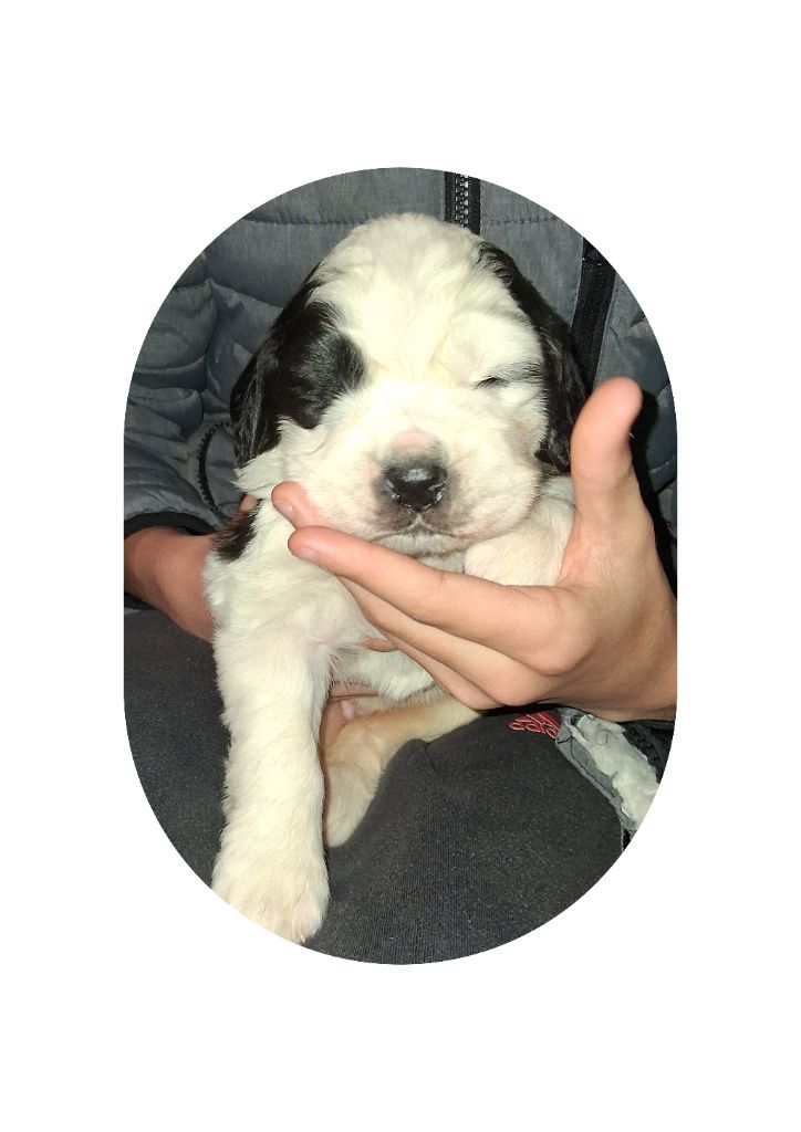 Des Terres De Tholus - Chiots disponibles - Chien du Saint-Bernard