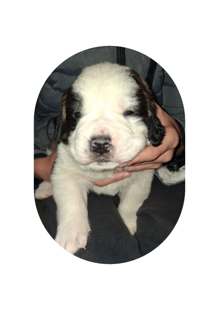 Des Terres De Tholus - Chiots disponibles - Chien du Saint-Bernard