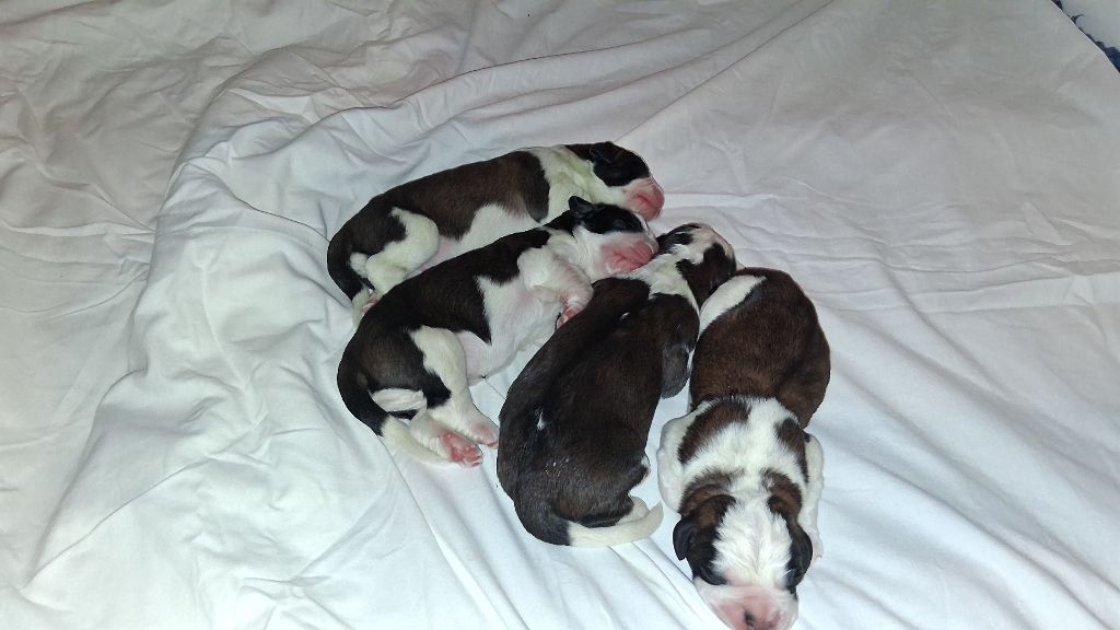 Des Terres De Tholus - Chien du Saint-Bernard - Portée née le 02/11/2025