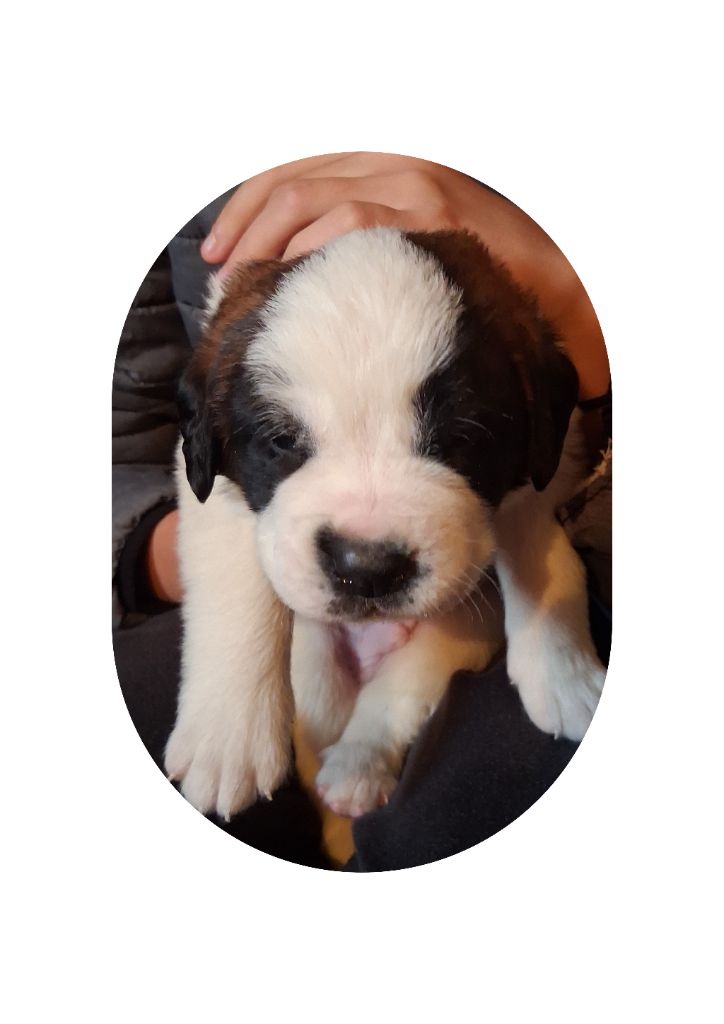 Des Terres De Tholus - Chiots disponibles - Chien du Saint-Bernard
